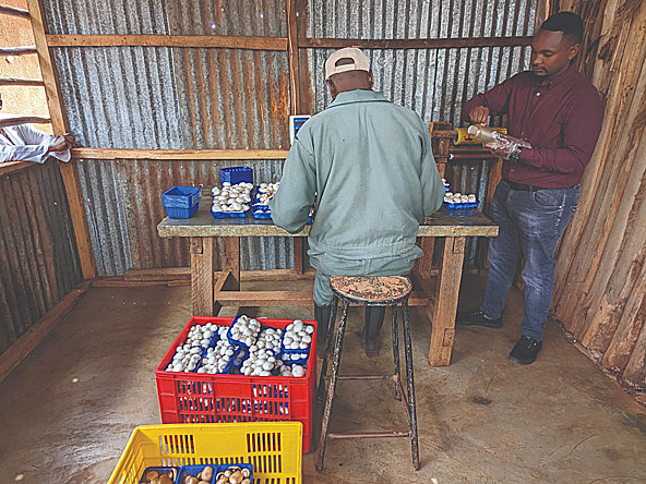 Kenya - behind the scenes on a mushroom farm