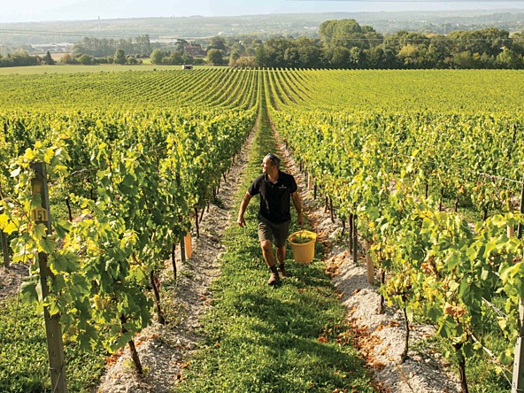 photo of chapel down vineyard