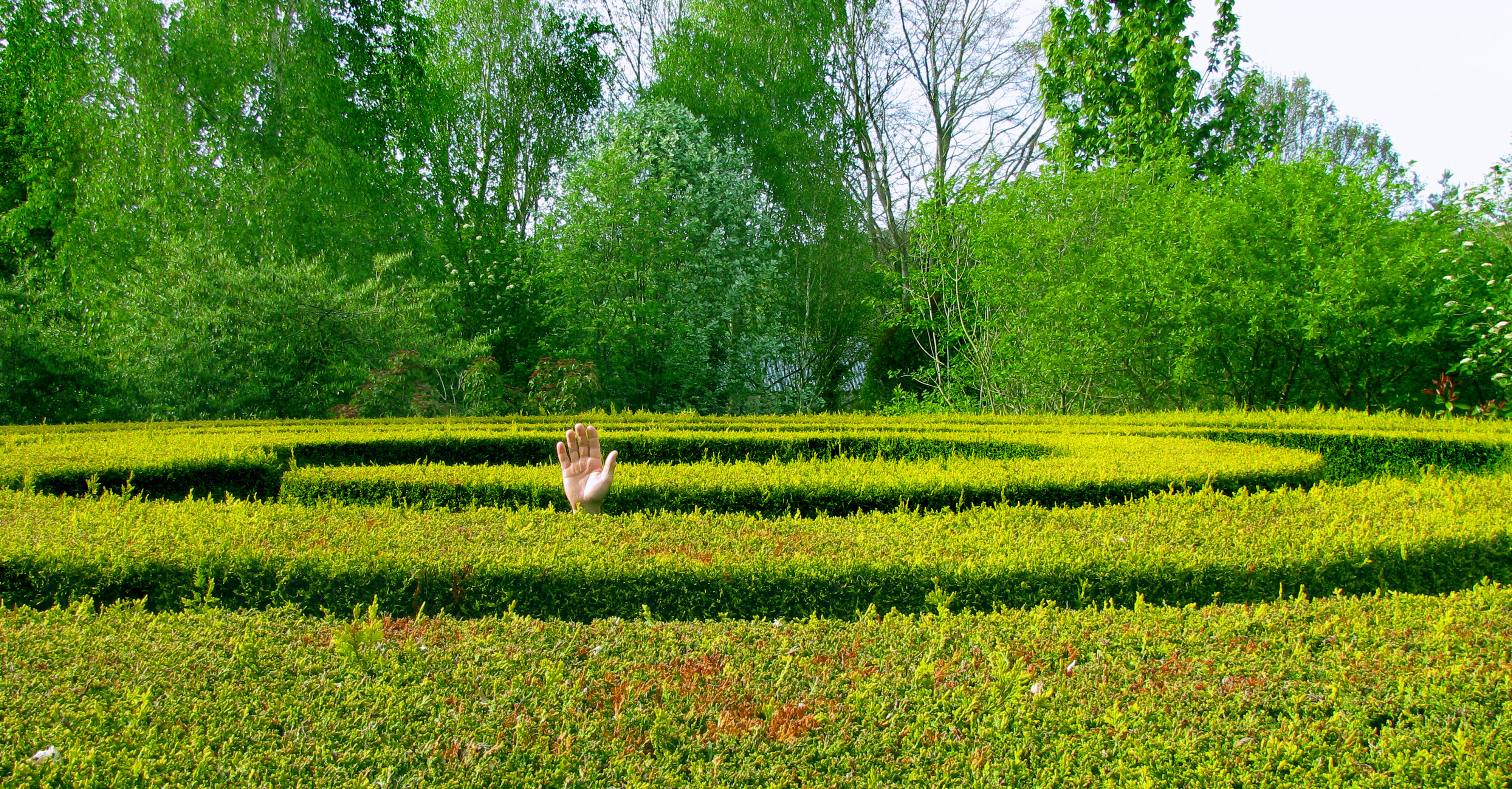Hand-peeking-over-maze-hedge-RL26