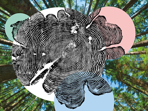 Tree rings on forest backdrop