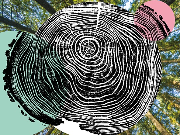 Tree rings on forest backdrop