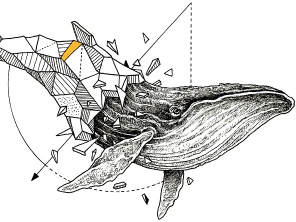 Whale%20crop